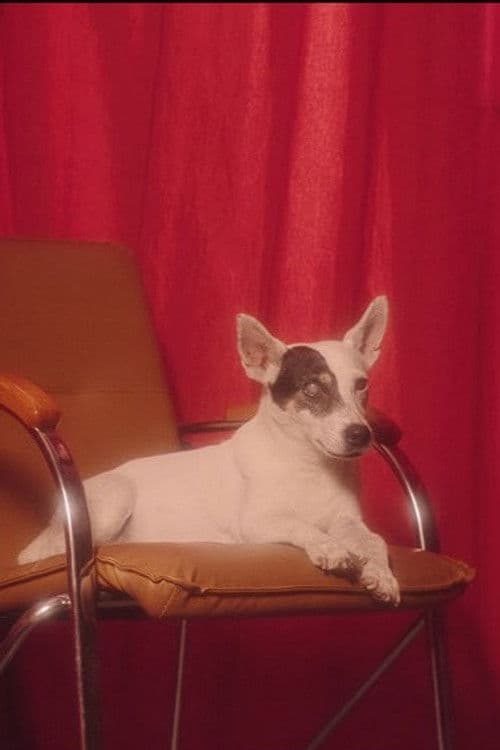 Ricotte profile photo