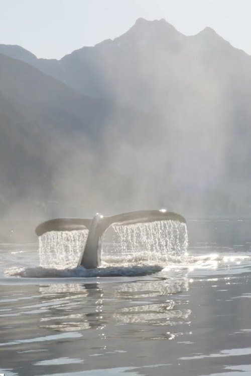 The Singing Planet poster