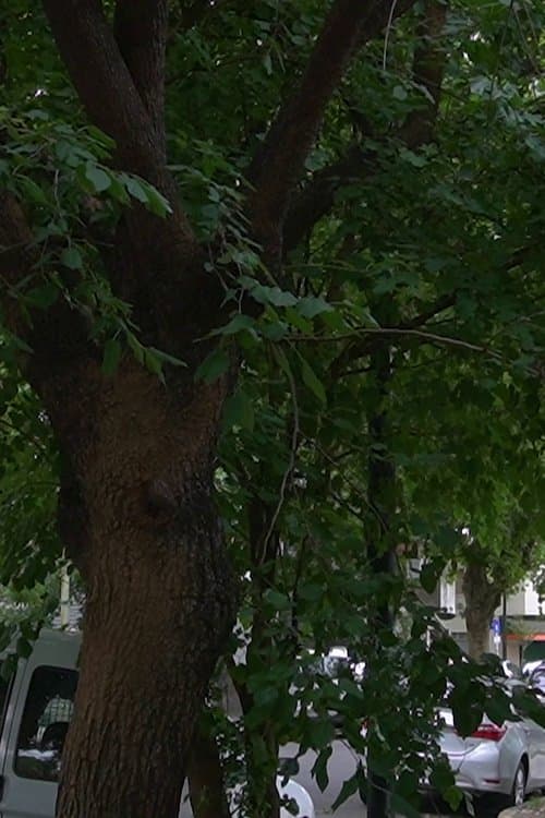 The Little Details Of Life poster