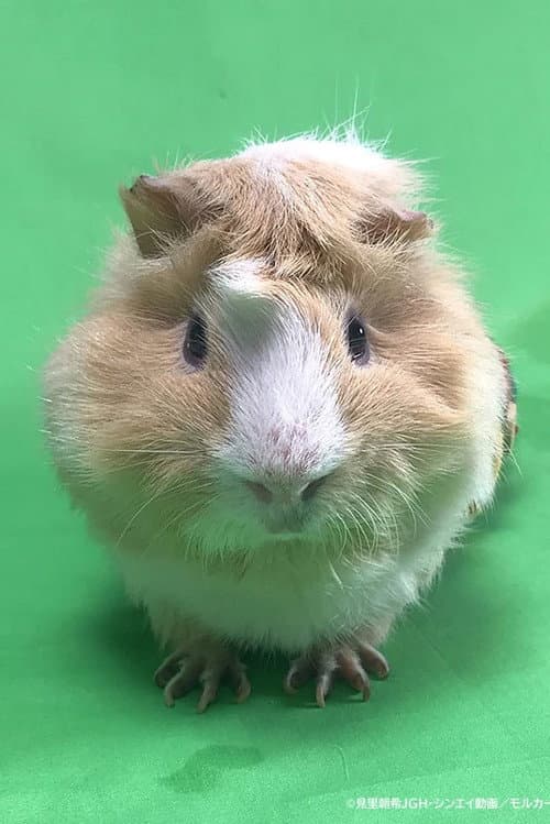 Tsumugi profile photo