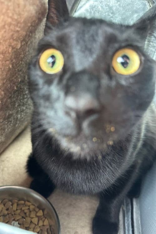 Bean Burrito Beynon profile photo