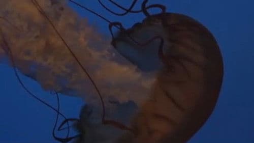 Whitechapel: The Brotherhood of the Blade poster