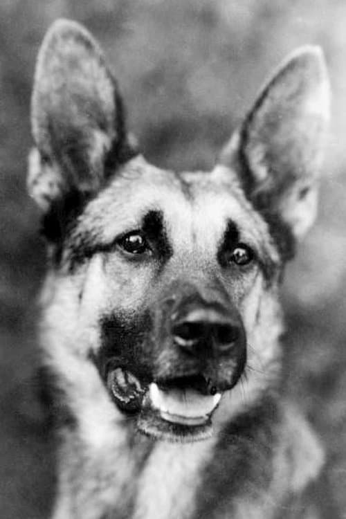 Strongheart profile photo