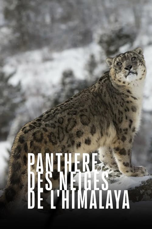 Snow Leopards and Friends poster