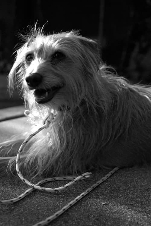 Chip profile photo