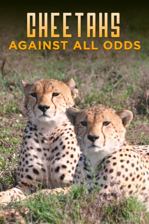 Cheetahs Against All Odds poster