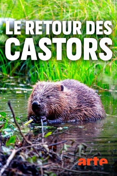 Die Rückkehr der Biber: Wilde Baumeister poster