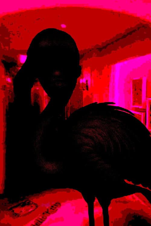 Flamingo poster