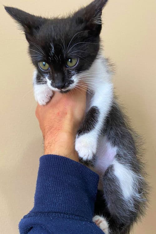 Mimo da Silveira profile photo