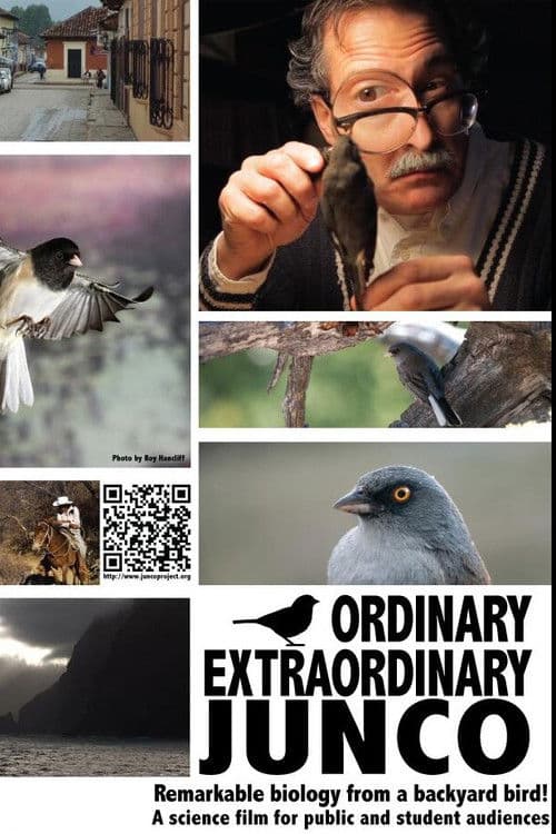 Ordinary Extraordinary Junco poster