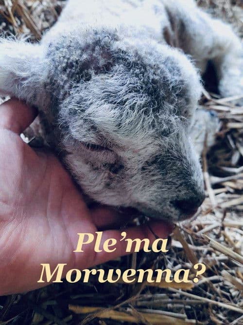 Ple'ma Morwenna? poster