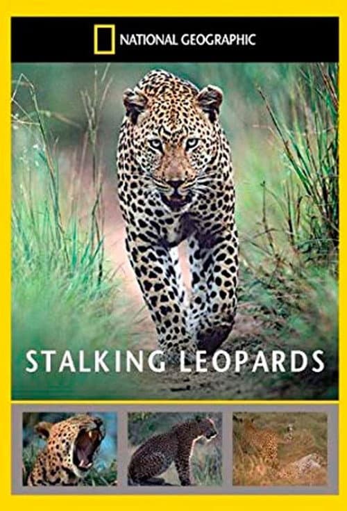 Stalking Leopards poster