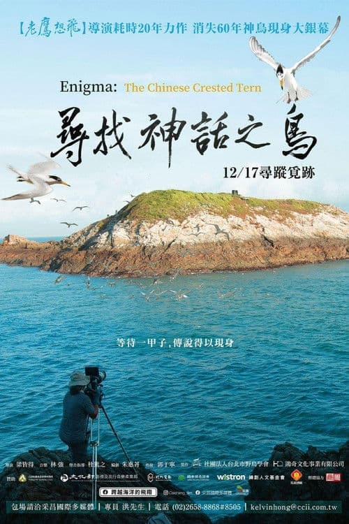 Enigma: The Chinese Crested Tern poster