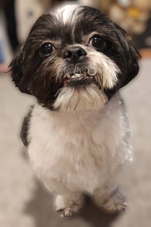 Luna profile photo