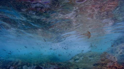 Life in the Blue poster