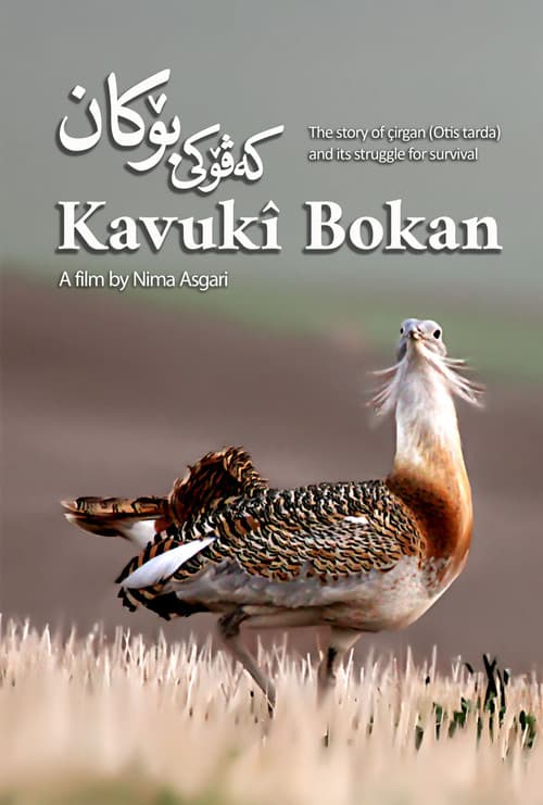 Kavukî Bokan