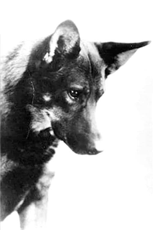 Rin-Tin-Tin profile photo