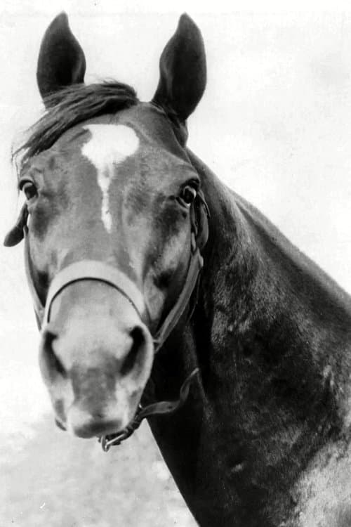 Man o' War profile photo