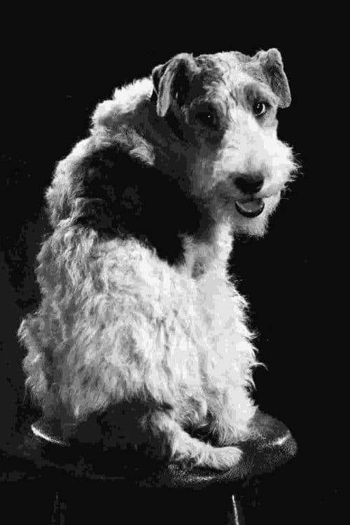 Skippy profile photo