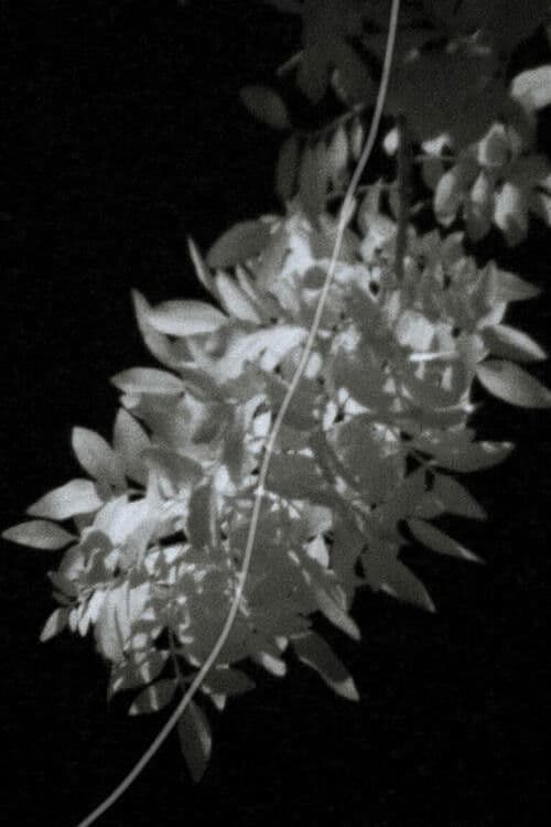 The Eyes of Summer poster