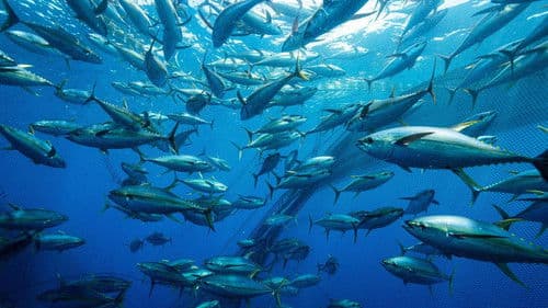 Thunfisch - Der bedrohte Jäger poster