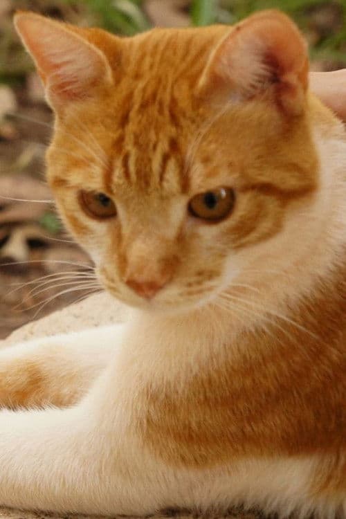 Cenourinha profile photo