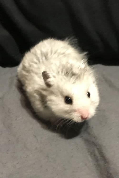 Sirius the Grey profile photo