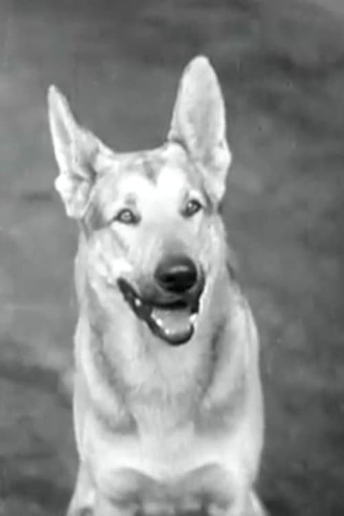 Tarzan profile photo