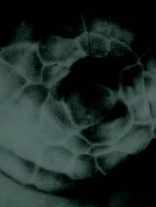 occhiolino poster