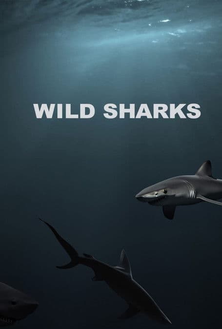 Wild Sharks poster