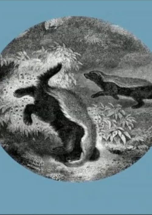 The Kiss of the Honey Badger poster