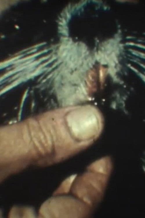 Fauna sudamericana N° 9: Nutria poster