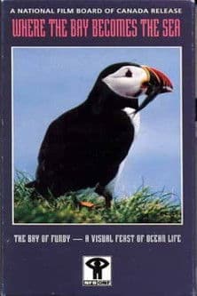 Where the Bay Becomes the Sea poster