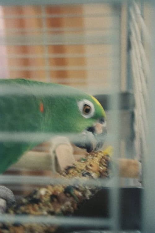 Mr. Meeseeks profile photo