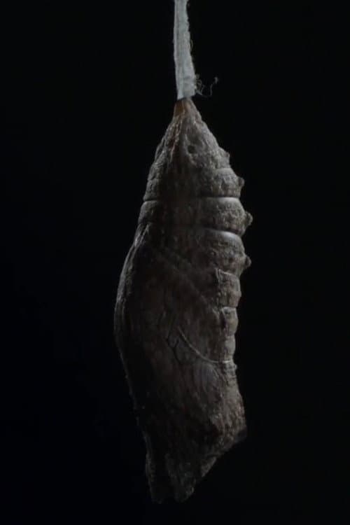 Ice Queen poster