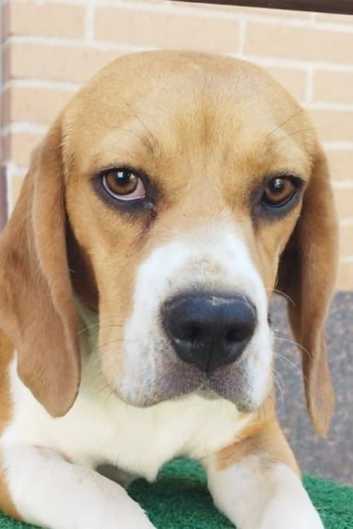 Arya Stark profile photo