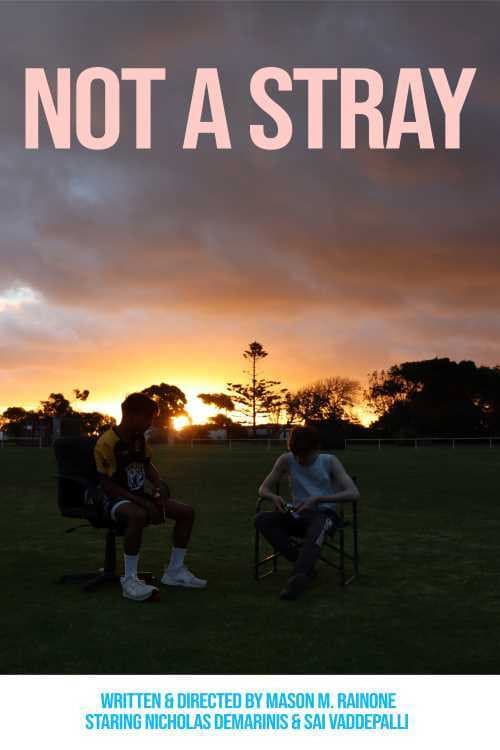 Not a Stray poster