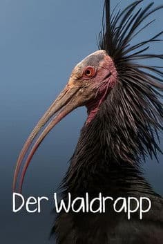 Der Waldrapp: Zugvogel im Aufwind poster