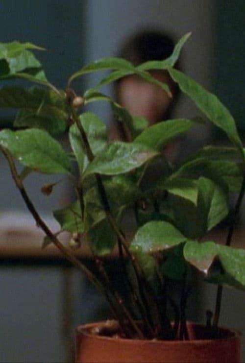 Deep or Quiet poster