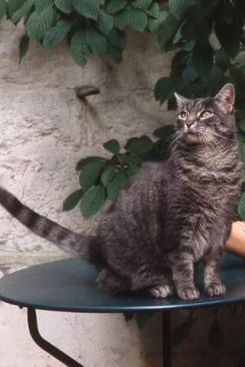 Zgougou profile photo