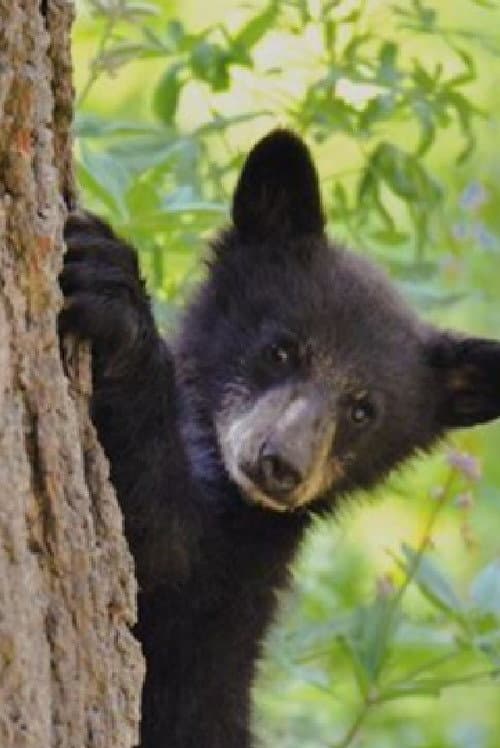 Bears of Sequoia poster