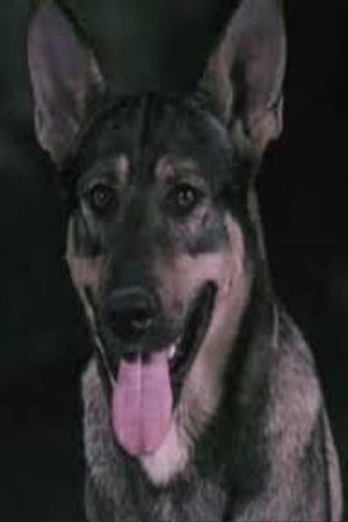 Can Kurt profile photo