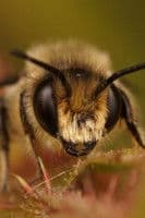 Buzz Bee profile photo