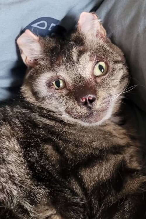 Fire Cat profile photo