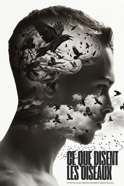Ce que disent les Oiseaux poster