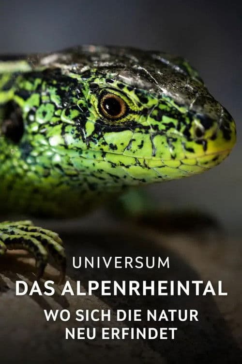 Das Alpenrheintal – Wo sich die Natur neu erfindet poster