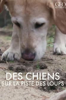 GEO Reportage - Des chiens sur la piste des loups