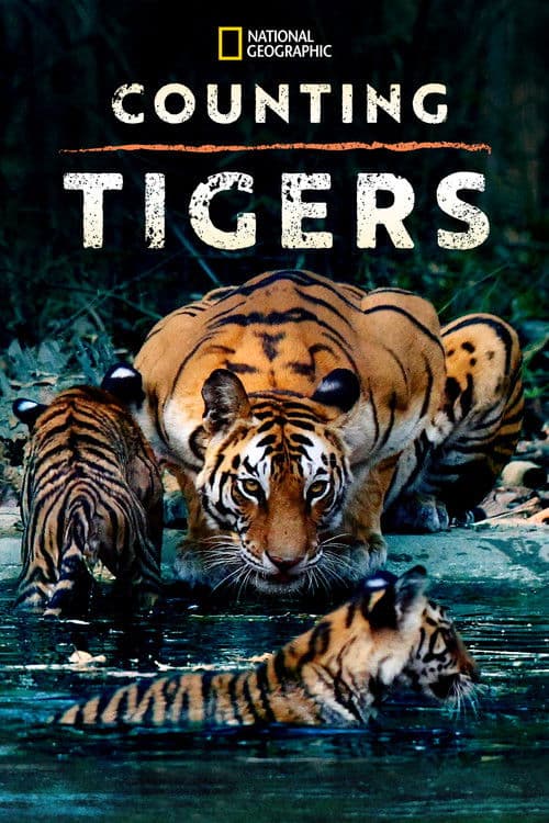 Counting Tigers poster