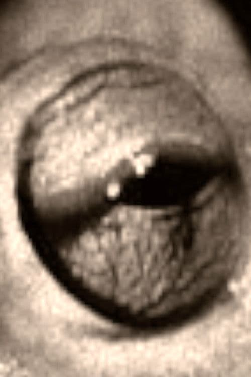 The Scorpion and the Frog poster