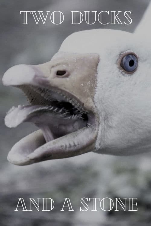 Two Ducks and a Stone poster